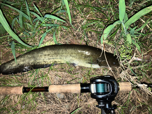 ナマズの釣果