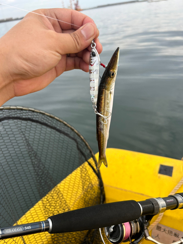 カマスの釣果