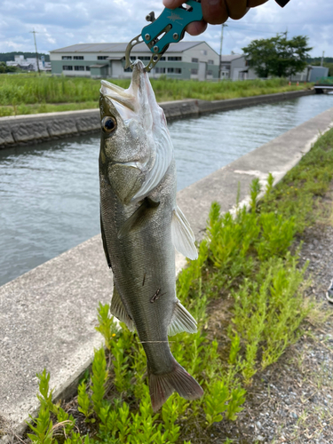 フッコ（マルスズキ）の釣果