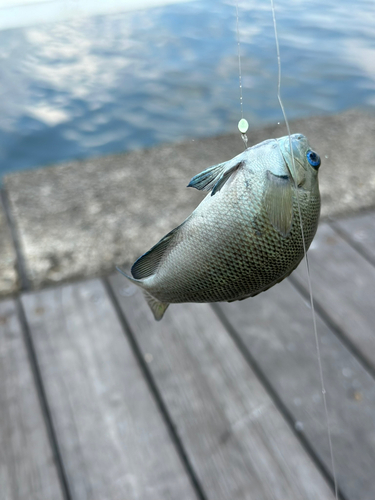 メジナの釣果