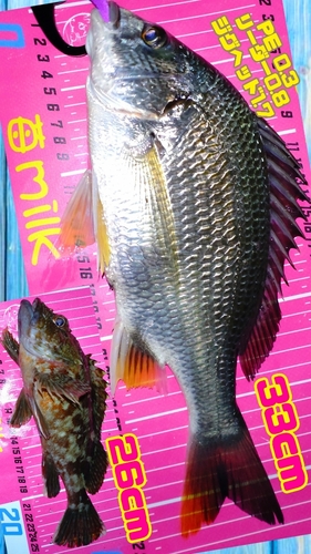 キチヌの釣果