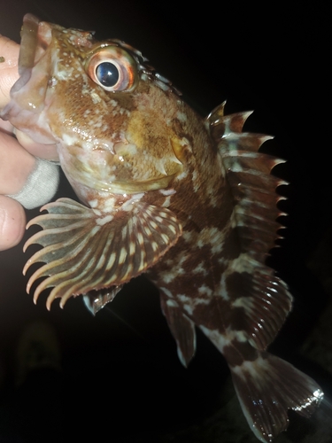 ガシラの釣果