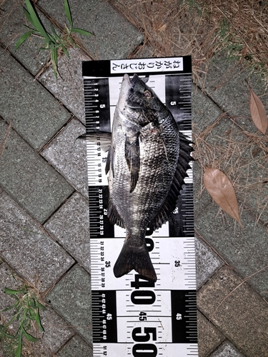 クロダイの釣果