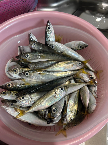 アジの釣果