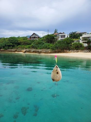 フグの釣果