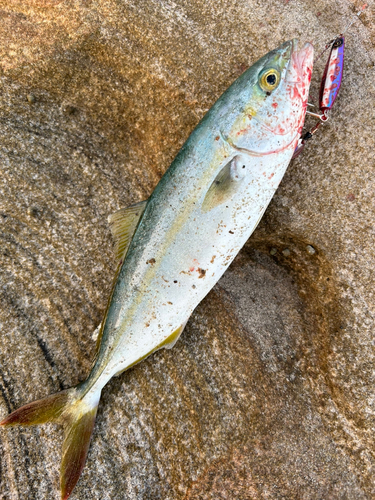 ヤズの釣果