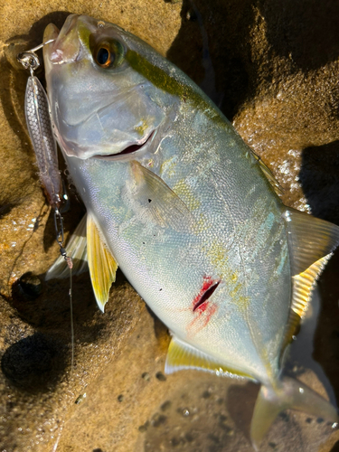 ネリゴの釣果