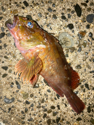 カサゴの釣果