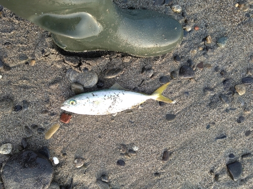 ワカナゴの釣果