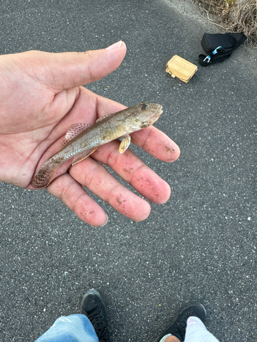 マハゼの釣果