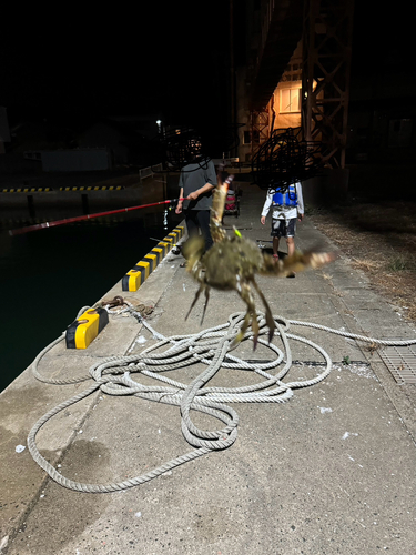 ワタリガニの釣果