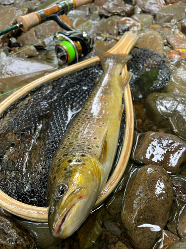 ブラウントラウトの釣果