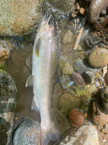 ヤマメの釣果