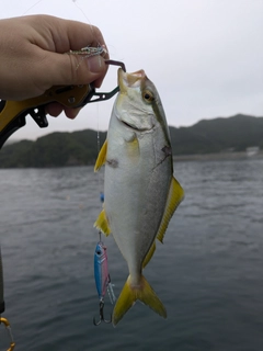 ショゴの釣果