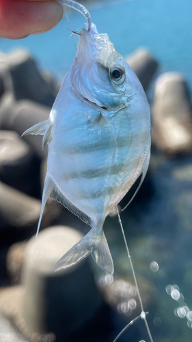 イトヒキアジの釣果