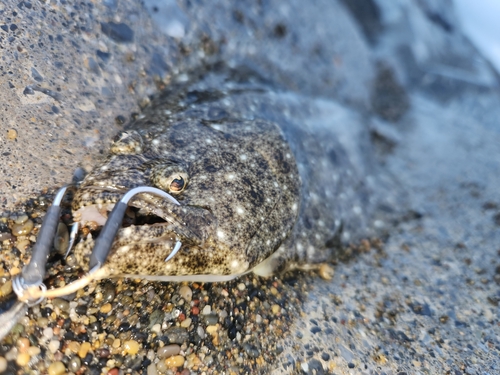 ソゲの釣果