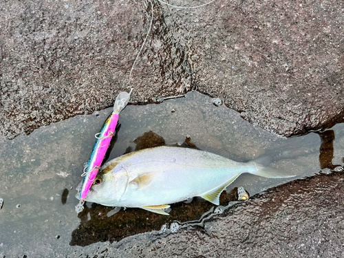 ショゴの釣果