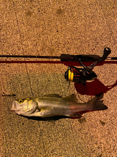 フッコ（マルスズキ）の釣果