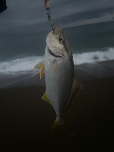 ショゴの釣果