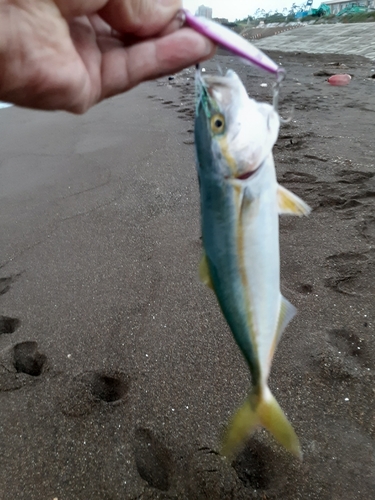 ワカシの釣果