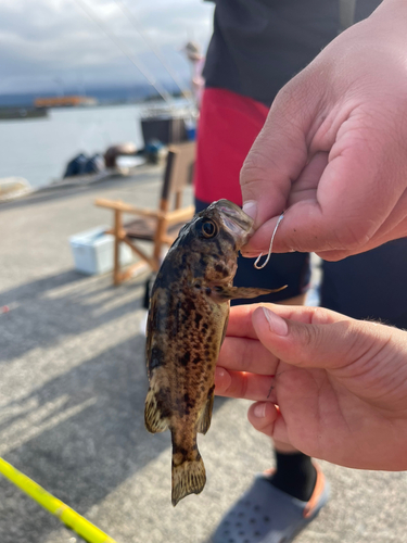 エゾメバルの釣果