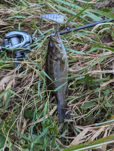 スモールマウスバスの釣果