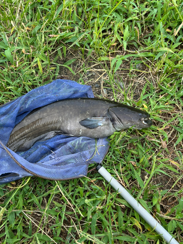 ナマズの釣果