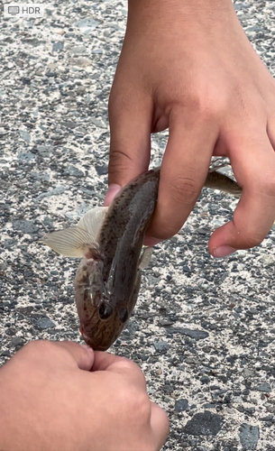 ハゼの釣果