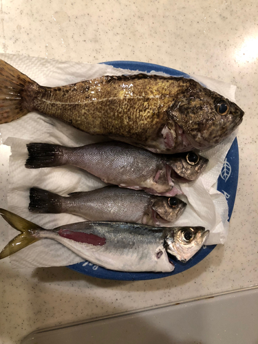 タケノコメバルの釣果