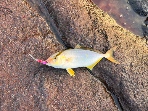 ショゴの釣果