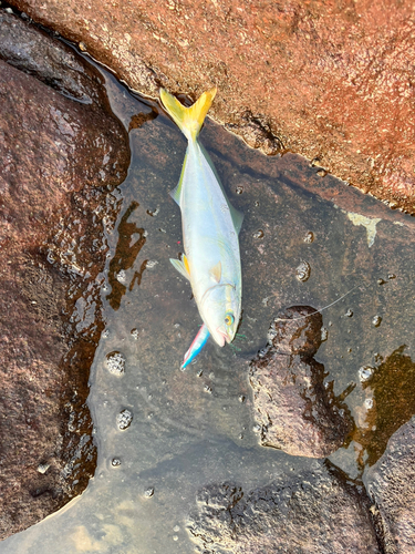 ワカシの釣果