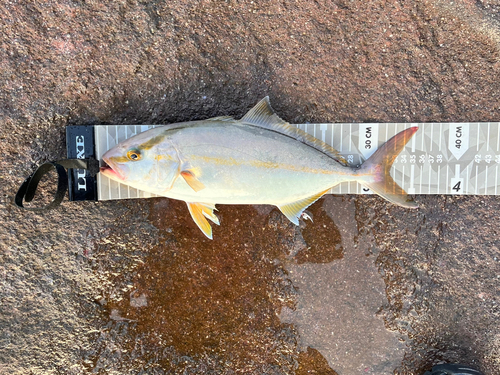 ショゴの釣果