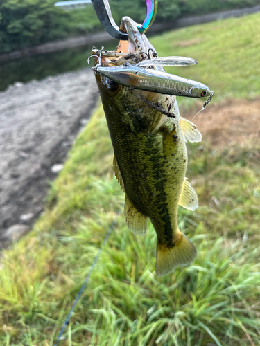 ラージマウスバスの釣果