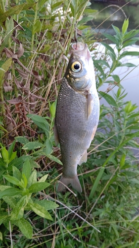 ワタカの釣果