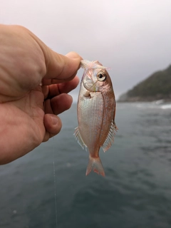 チャリコの釣果