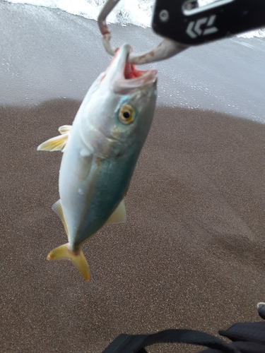 ワカシの釣果