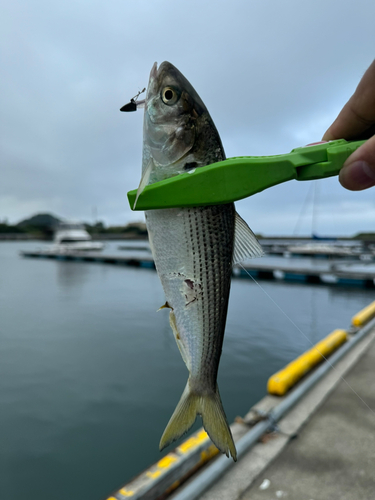 コノシロの釣果