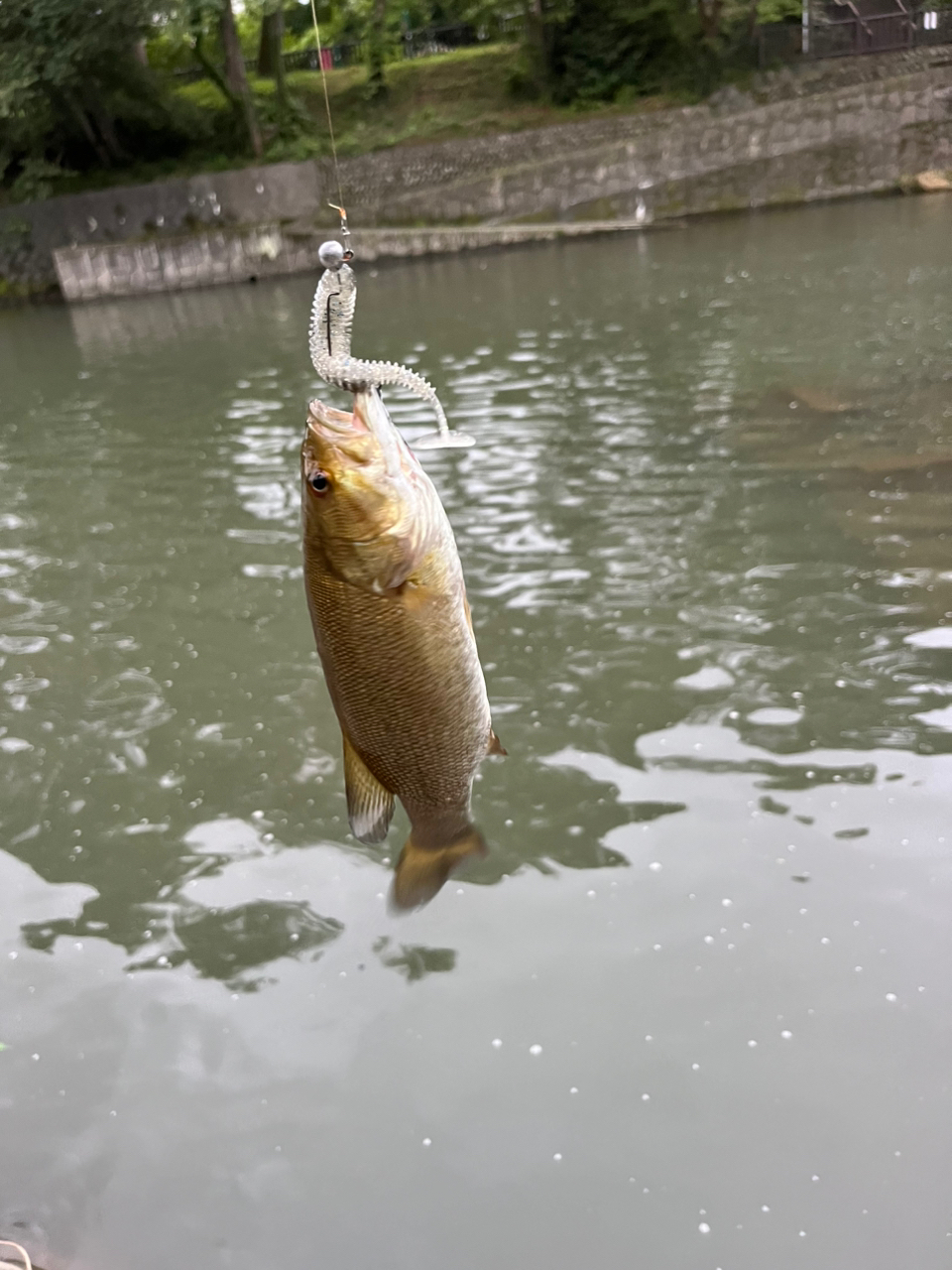 スモールマウスバス