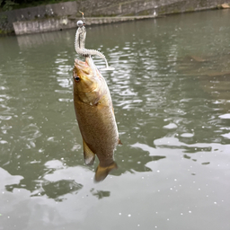 スモールマウスバス