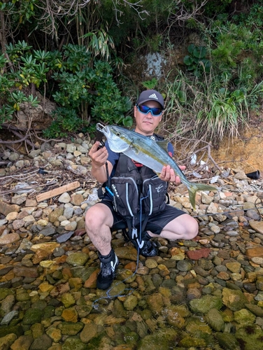 ヒラマサの釣果