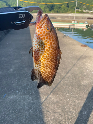 オオモンハタの釣果