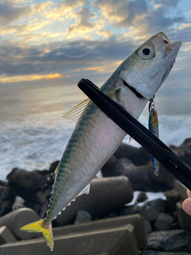 マサバの釣果