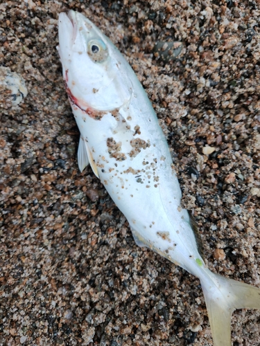 ツバイソの釣果