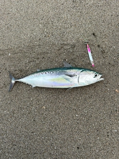 マルソウダの釣果