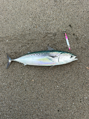 マルソウダの釣果