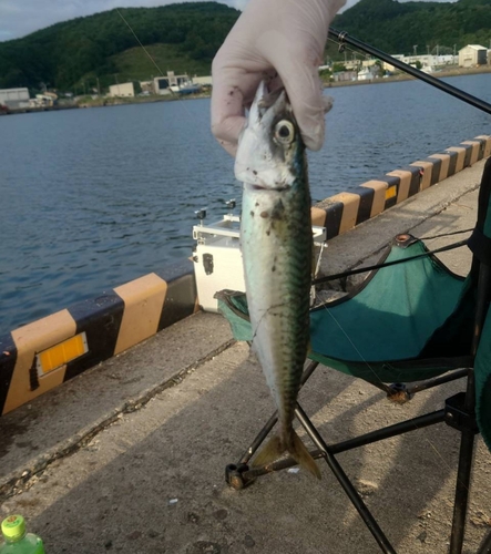 サバの釣果