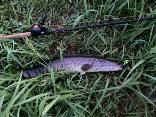 ライギョの釣果