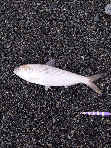 コノシロの釣果