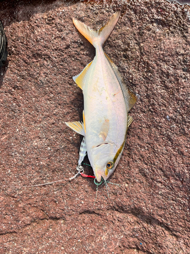 ショゴの釣果