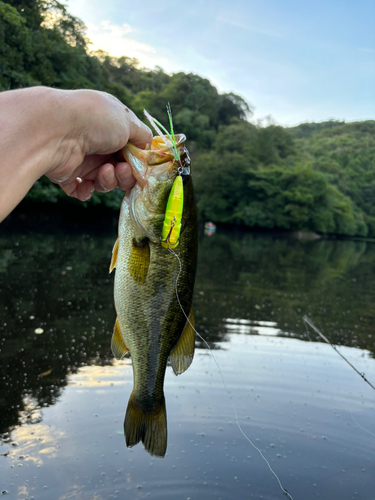 ラージマウスバスの釣果